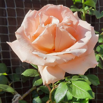 Lifelong allotment holder, gardener, and Rose lover. Sharing my exploits with (and learning from) like-minded gardeners.