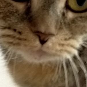 かめのて