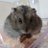エディ🐹ジャンガ🐹ジロウのアイコン