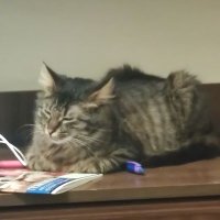 Darkzi (@apexnoobi) 's Twitter Profile