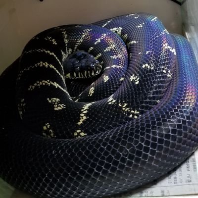 動物全般好きです。いつかベーレンパイソンの繁殖できたらなーって妄想中🐍
ベーレン×4、ダイヤ×7、ズグロ×3、インランド×5。