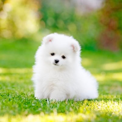 Shasha55240626's profile picture. 