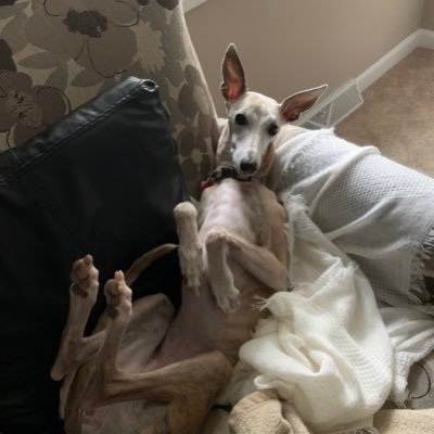 DGsighthound Profile Picture