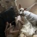 DG (@dgsighthound) Twitter profile photo DG (@dgsighthound) Twitter profile photo