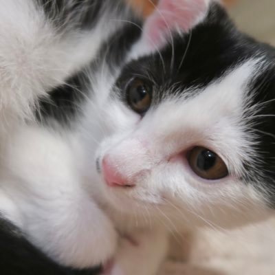 こはくです🙄保護猫と譲渡猫をお迎えしました😸親猫(なおん)、子猫(ひー)、 譲渡猫(びぃ助)ฅ^•ω•^ฅ 3匹の成長を見守っていただけると嬉しいです☺️