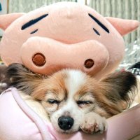 がんばる (@bys_study) 's Twitter Profile