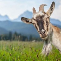Kylian (@kyliancod) 's Twitter Profile