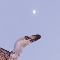 Raho (@rpalaeo) 's Twitter Profile Photo Raho (@rpalaeo) 's Twitter Profile Photo