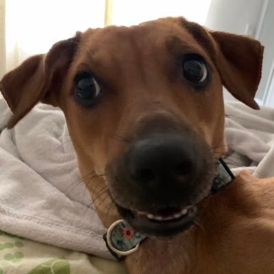 TashaRohmetra's profile picture. 🧚🏻‍♀️