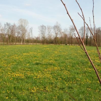 Pulberius's profile picture. 