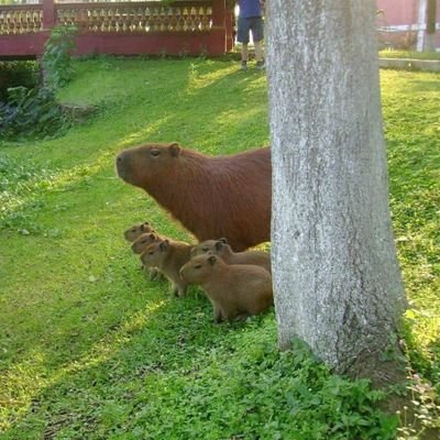 wish for more capybara in this world