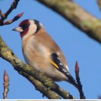 D.O.L (@northcorkbirder) 's Twitter Profile