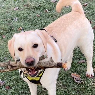 Soppy Labrador that loves nom noms, cuddles, sticks and splashing in big puddles. Snoozles with mummmmy a priority !