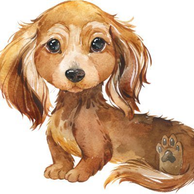 Elite miniature dachshund puppy breeder