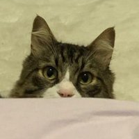 z (@alicezey_) Twitter profile photo