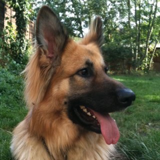 Mazzer993's profile picture. COYS!