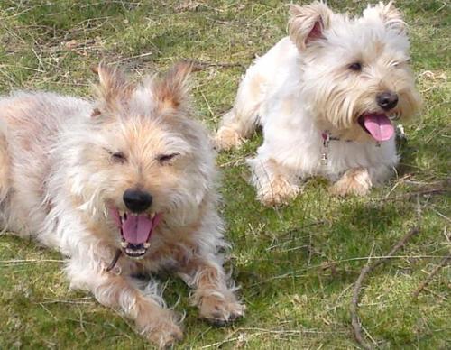 Scruffy fluffy brothers of the woofing variety ...