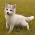 Pawfox (@linozachery) Twitter profile photo Pawfox (@linozachery) Twitter profile photo