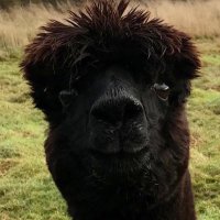 WeAreGeronimo (@geronimos_law) 's Twitter Profile Photo WeAreGeronimo (@geronimos_law) 's Twitter Profile Photo