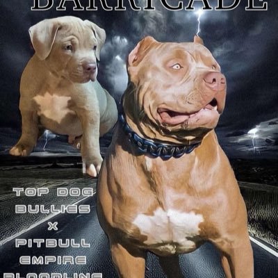 XL champagne & tricolor pitbull. Gracie Mae from Pitbull Empire PR Marilyn Monroe X Kronos ❌ KINGTitan from TopdogBullies PR RoadBlock X Dime PUPPIES AVAILABLE