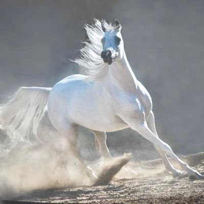 حساب خاص ل روحي حتى.. تتنفس.. تحلق .. ترسمُ في الفضاء ..ماتشاءُ و كيف تشاء !! ماتجده في المفضله بقلمي..💕