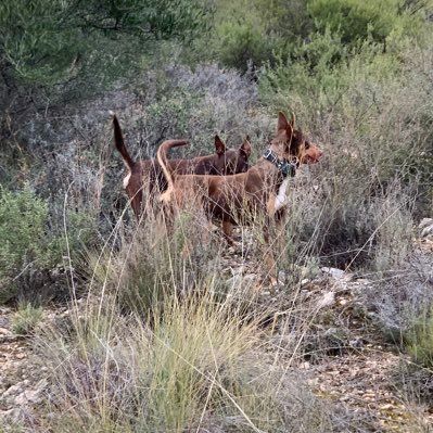 CansadoKiko's profile picture. 