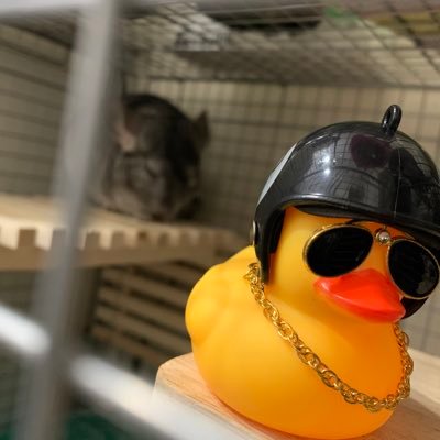 とっくに成人済。主にラルカス、審神者やってます。初期刀は歌仙兼定、着物本丸。実際ミュも着物でいきます。妄言多め。音楽、アニメ、声優、L'Arc~en~Ciel petitbrabancon DIR EN GREY 刀剣乱舞 とうらぶ専用垢→@gori_sani_ksn