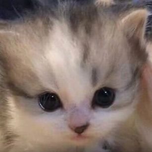 лох