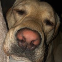 Jasper n Malcolm💙 (@wuftyruffruff) 's Twitter Profile Photo Jasper n Malcolm💙 (@wuftyruffruff) 's Twitter Profile Photo