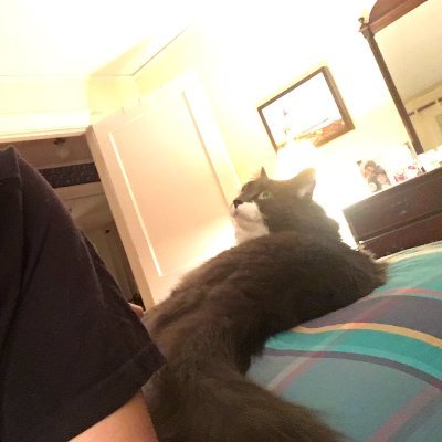 SethTorres's profile picture. Boy with cat on internet 🐈 👨🏽‍💻