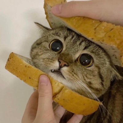 opinetable's profile picture. My ‘content’ is more in my replies I give. check them out
