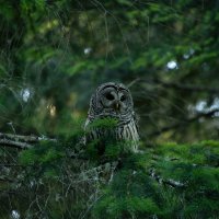 Charlie Snapp NFT photography (@nftsnapp) 's Twitter Profile