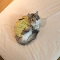 麻雀ハウスベイブ (@babe2002) 's Twitter Profile