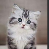 قطط مفقوده وتبني شمال الرياض (@resqueingcats) 's Twitter Profile