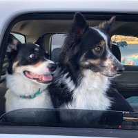 Ollie & Abby - @JohnWesleyHar18 Twitter Profile Photo