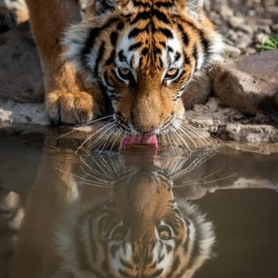 thinking__tiger Profile Picture