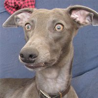 arthur whippet (@arthurwhippet) 's Twitter Profile