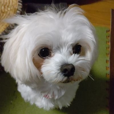 nagomi0420's profile picture. 蘭くん静かに応援してます