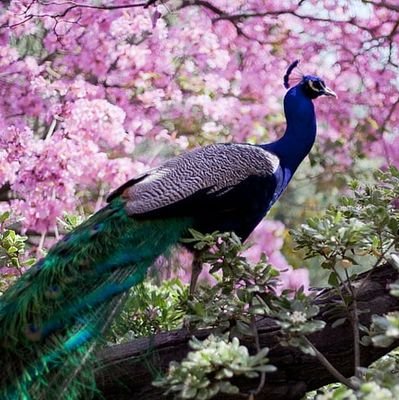 もの書き
音楽・美術好きの愛書家
花虹(ハナニジ)です。

『星喰う小鳥は赤い爪先』(詩と散文)を学研プラスより出版📖
https://t.co/XUd4m2I4FY

『詩とファンタジー』№43〜46かまくら春秋社(詩・エッセイ)掲載

無言フォロー失礼&歓迎