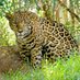 Jaguar (@nft_jaguar) Twitter profile photo Jaguar (@nft_jaguar) Twitter profile photo