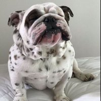 Perritos sabrositos 🐶🐶 (@perros_shidoris) 's Twitter Profile Photo Perritos sabrositos 🐶🐶 (@perros_shidoris) 's Twitter Profile Photo