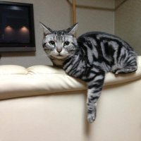 福猫（日常垢）（RN:ふふふ福猫）(@fuku___neko) 's Twitter Profile Photo