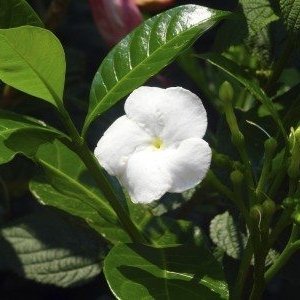 https://t.co/Ez5McoGrs3 is to keep you informed about all things Conolidine related. We have discussions covering Conolidine’s source plant, Crepe Jasmine.