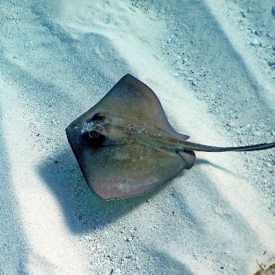 robertganoush7's profile picture. I’m here for the #Bitcoin insight. Same as you.