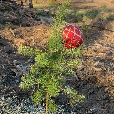 A California family Christmas tree farm in the Sierra Nevada. Sustainably regrowing our part of the forest destroyed in the 2020 Creek Fire.