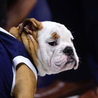 The Dawg House (@thedawghouse28) 's Twitter Profile