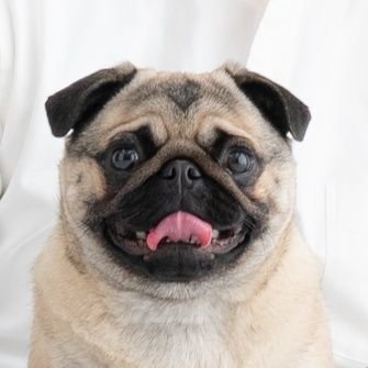 PrinPug Profile Picture