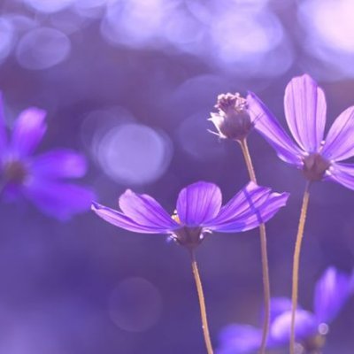 fallingviolets's profile picture. wriothesley dick rider