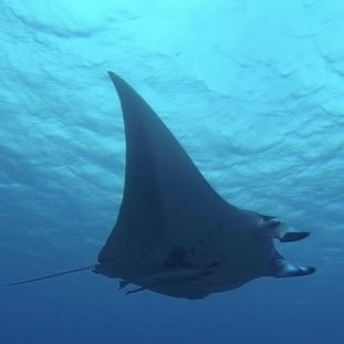 q3p7geAubHsLSPP's profile picture. 長崎。30代　飲み行きたい。