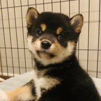 てん (@tenchan_1102) Twitter profile photo